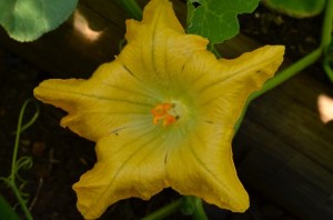 Butternut flower