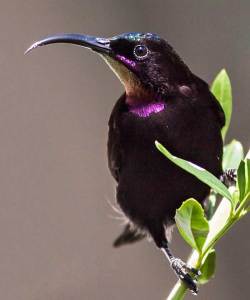 Amethyst-sunbird